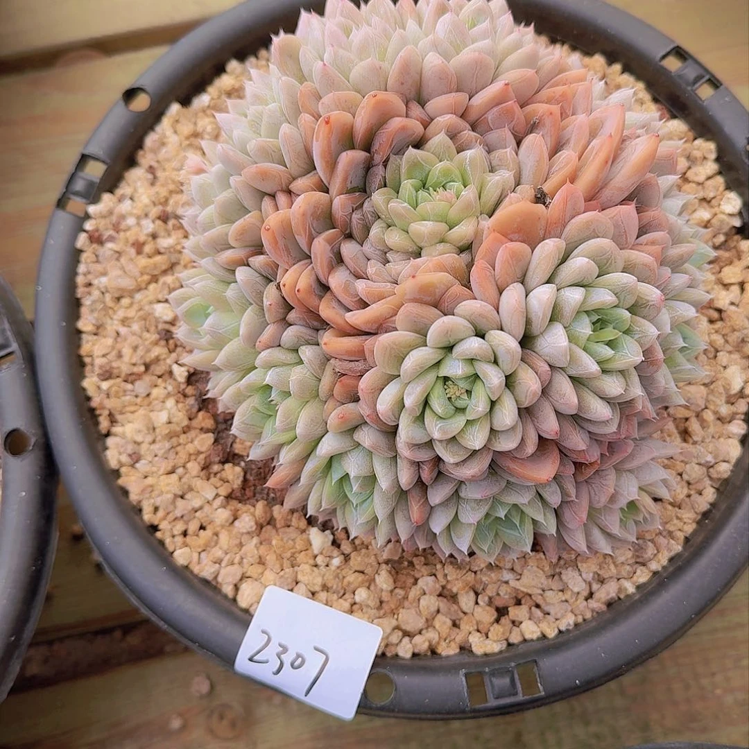 ?****?2307爱莎多肉植物