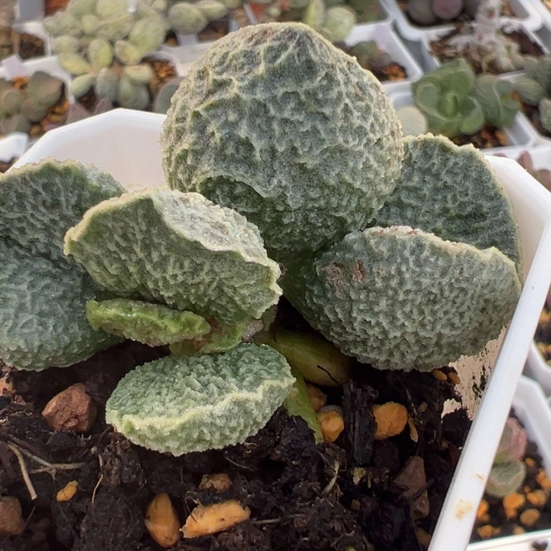 实生新品多头纯木质桩多肉植物