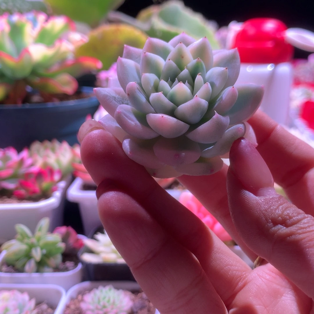 阿尔巴佳人覆轮锦有根