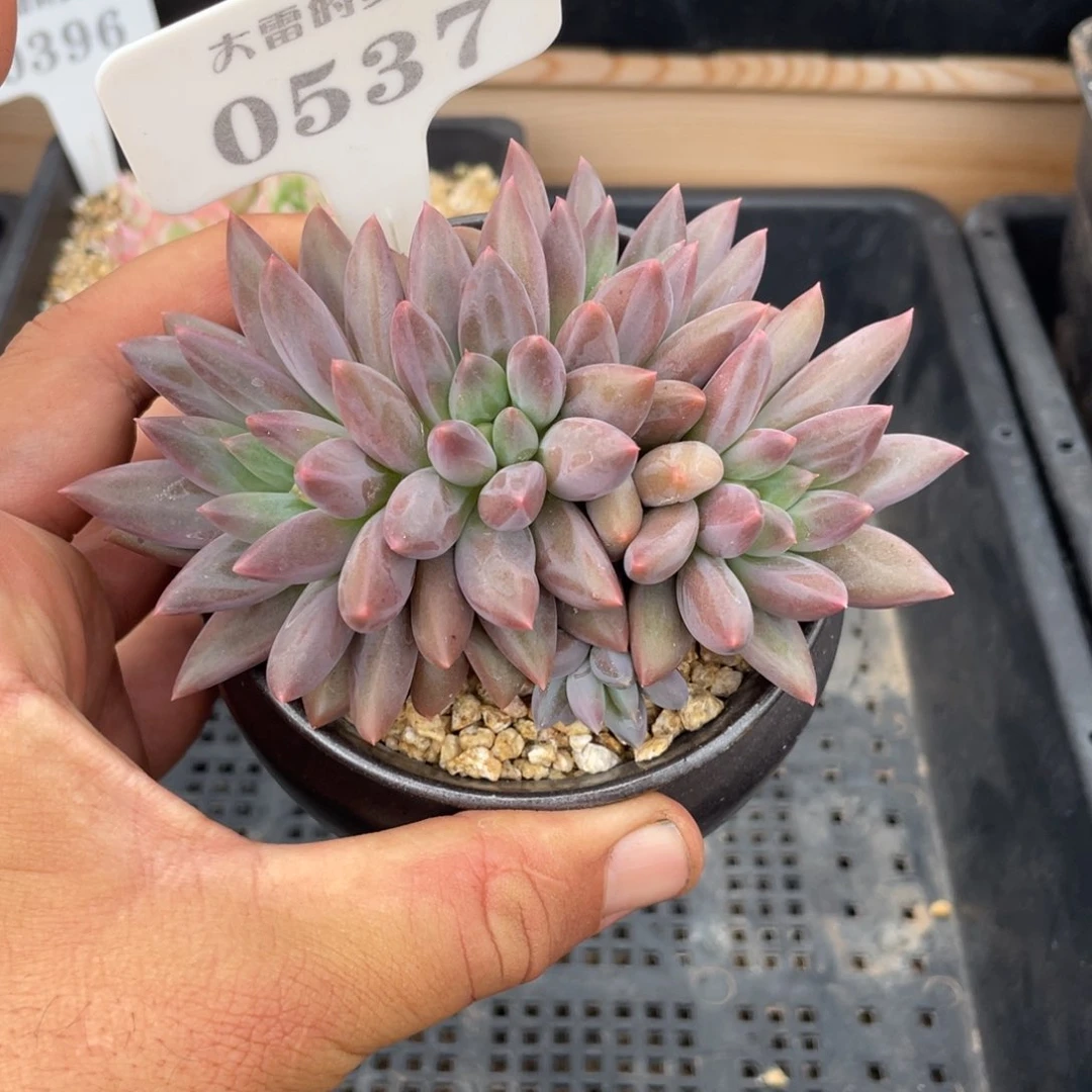 0537红蜻蜓不带盆11厘米