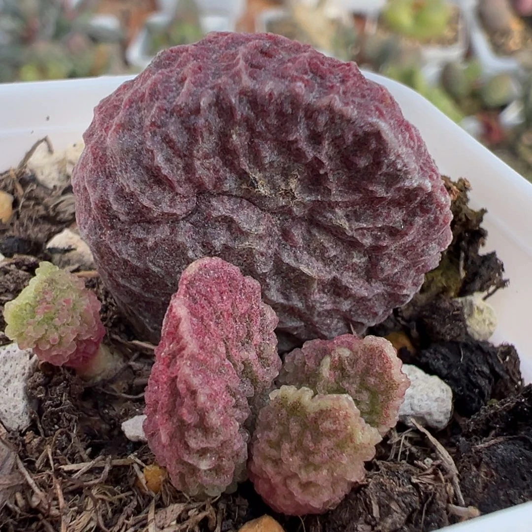 大叶型实生新品大苗多肉植物