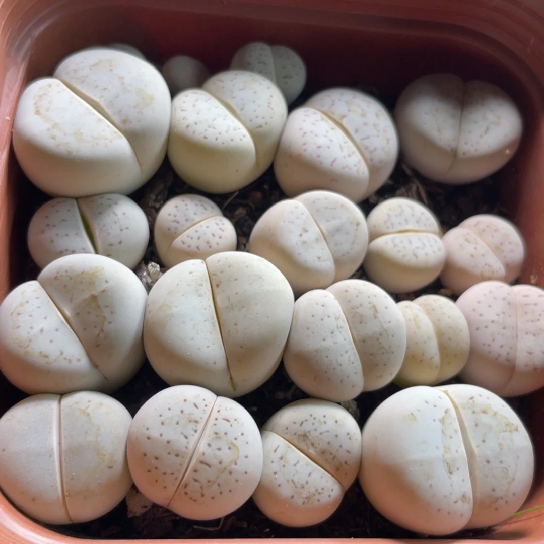 大盆特价一物一拍～33