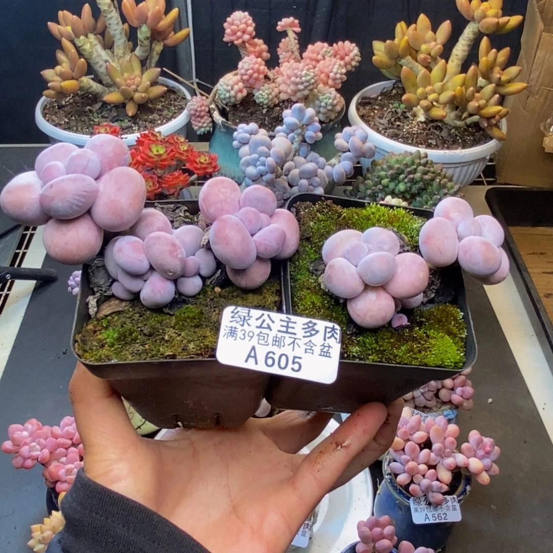 605芭比奶多肉两颗