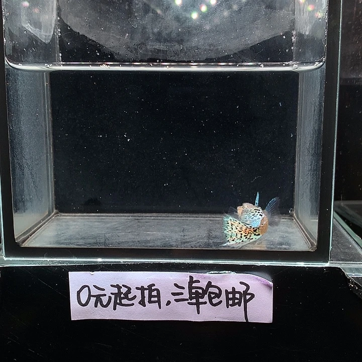 孔雀鱼银河白蛇一对