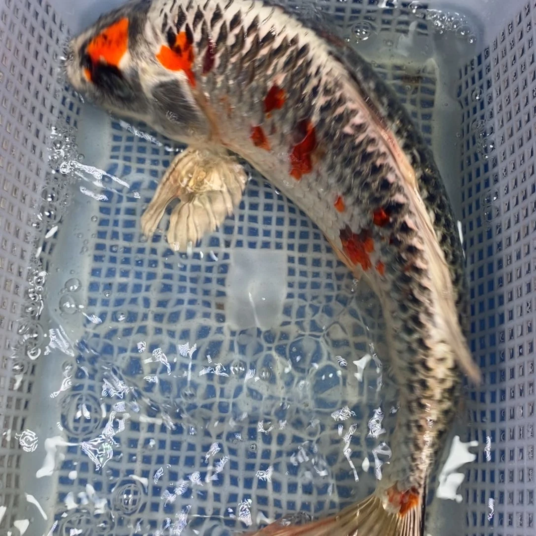 锦鲤冷水锦鲤包邮