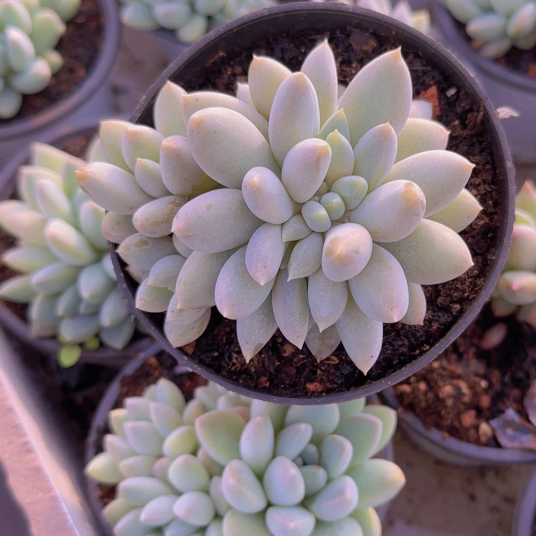 哥特缀福利111122211111