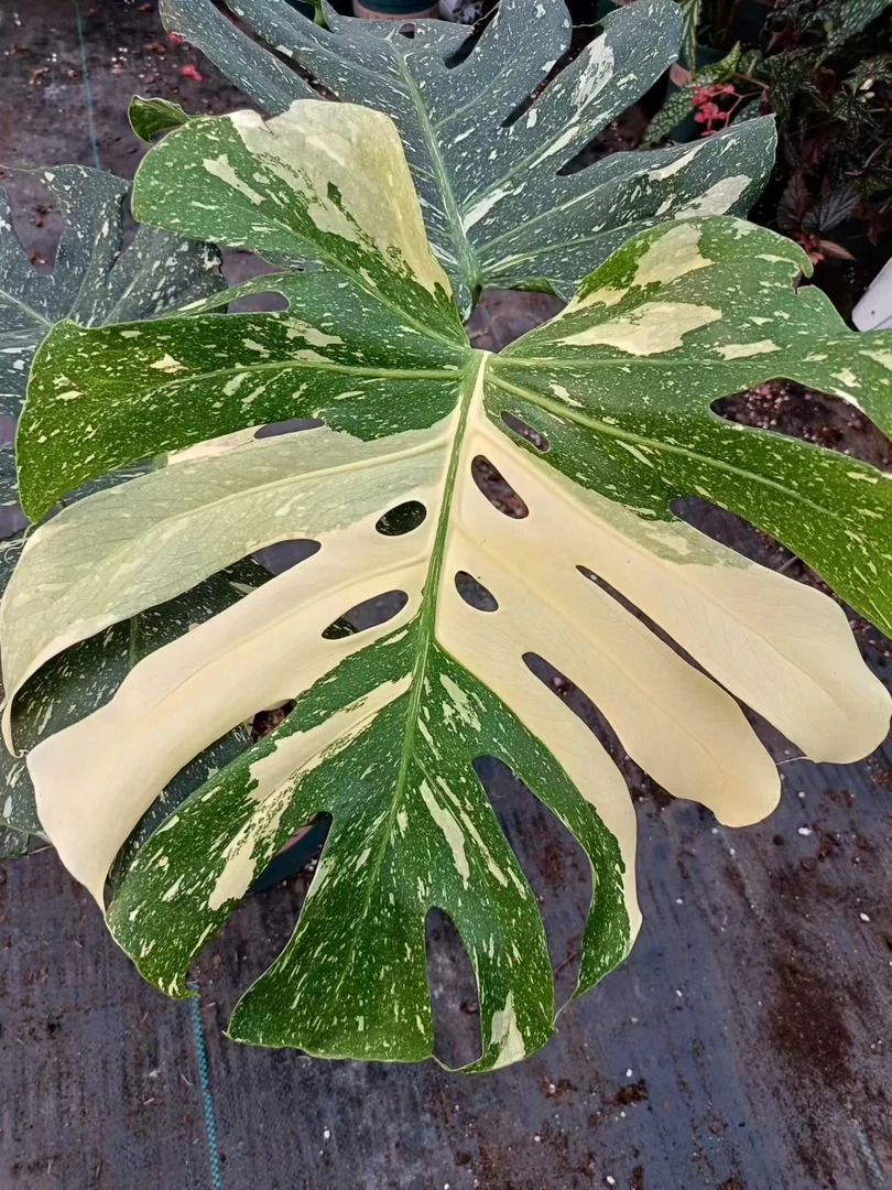 洒金龟背竹大叶植物热植花卉