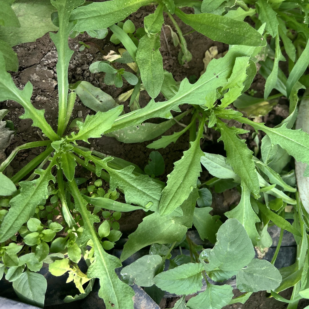 生态种植亚麻荠菜（500g）可好吃