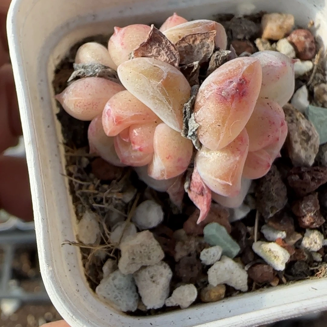 小卡拉米糖心一物一拍