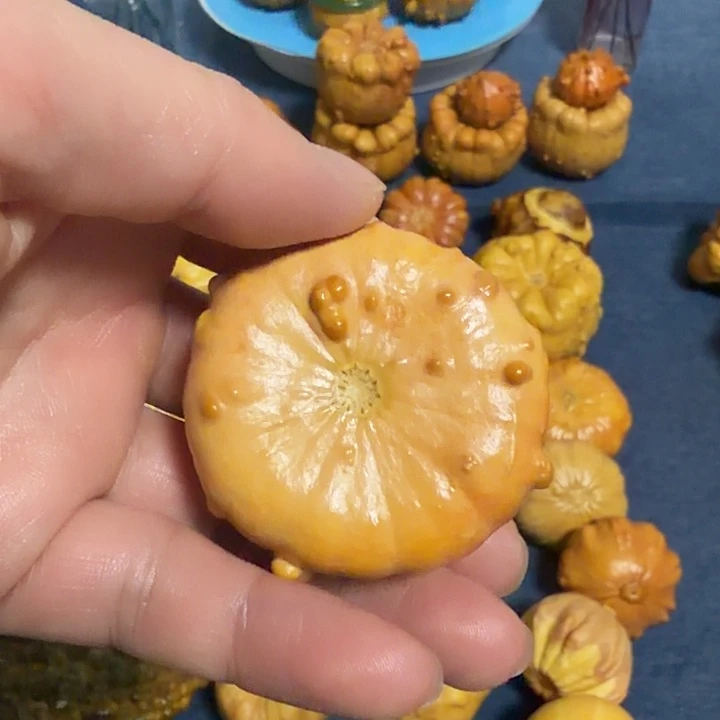 战***士墨西哥七彩疙瘩葫芦