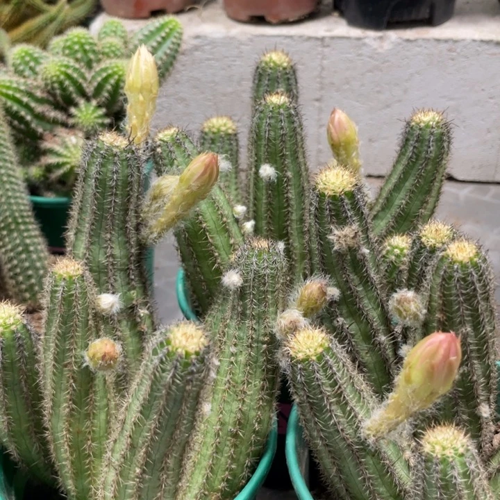 群生新品进口白檀维罗纳带花苞