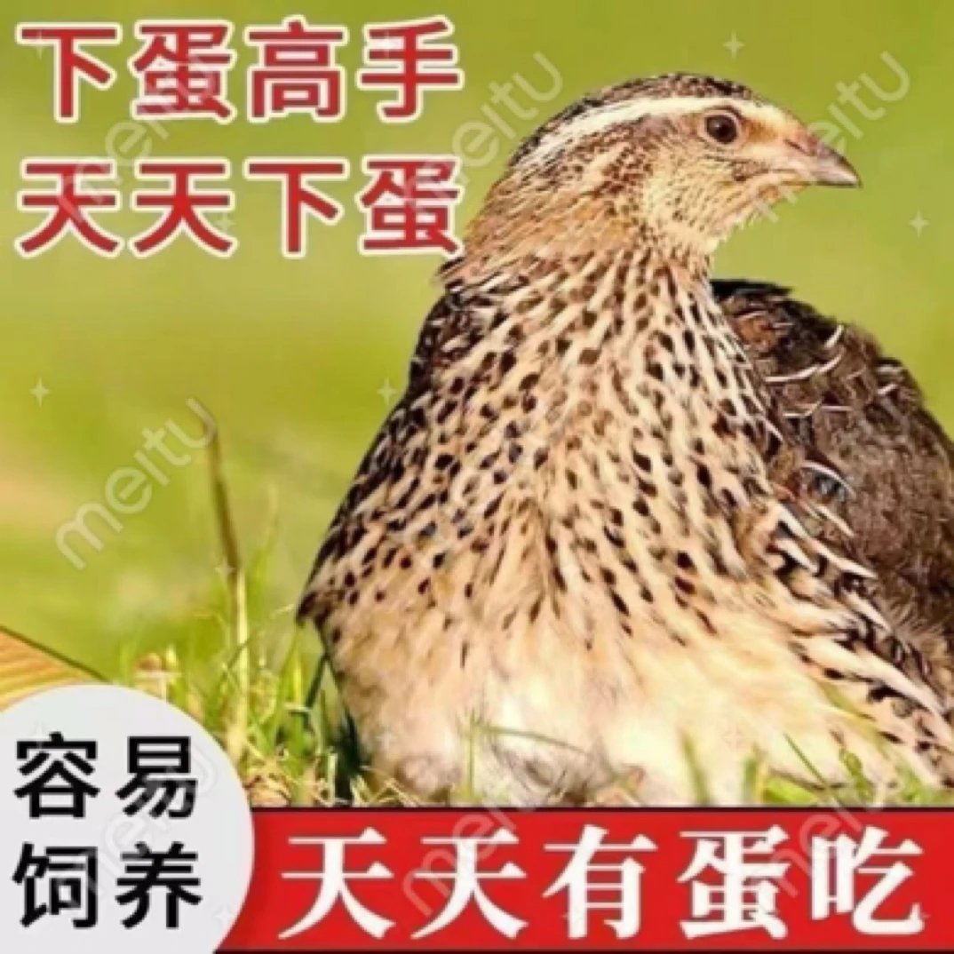宠物鸡活体鹌鹑鸡天天下蛋黄羽鹌鹑鸡活苗活体宠物小鸡