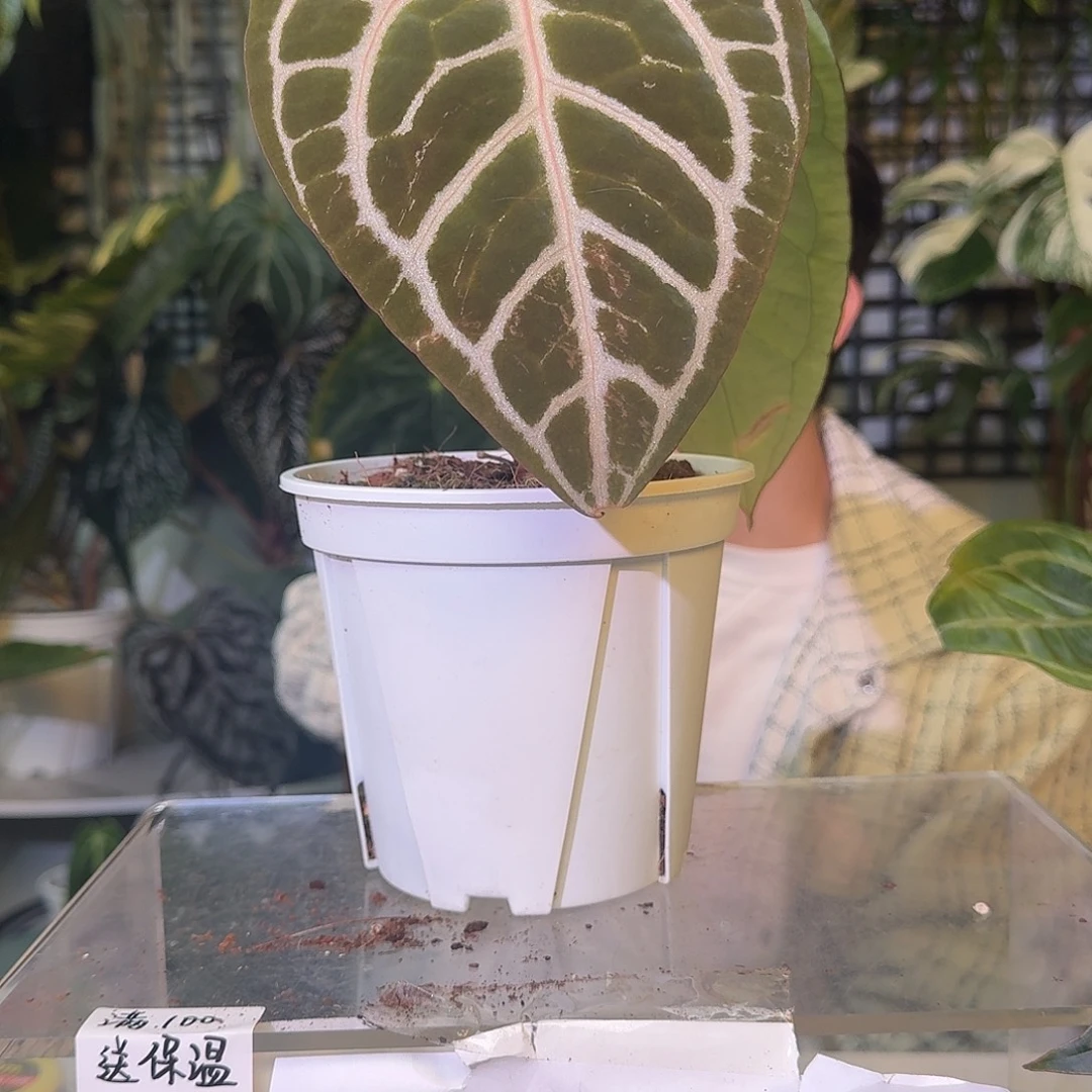 不开花植物C275skg银红杂小钻石