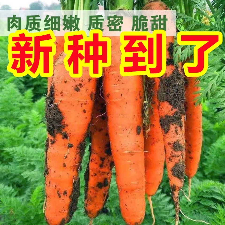 三红九寸胡萝卜种子早熟红萝卜农家阳台菜园蔬菜种子