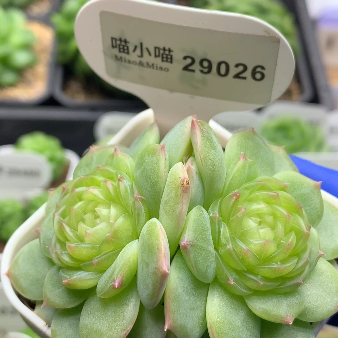 多肉植物杂交珍妮