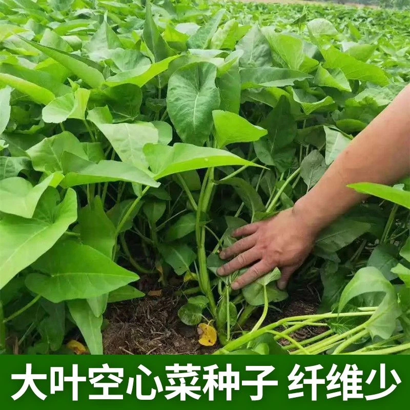 【大叶空心菜种子】通心菜种菜籽农家阳台庭院盆栽产易种蔬菜种孑