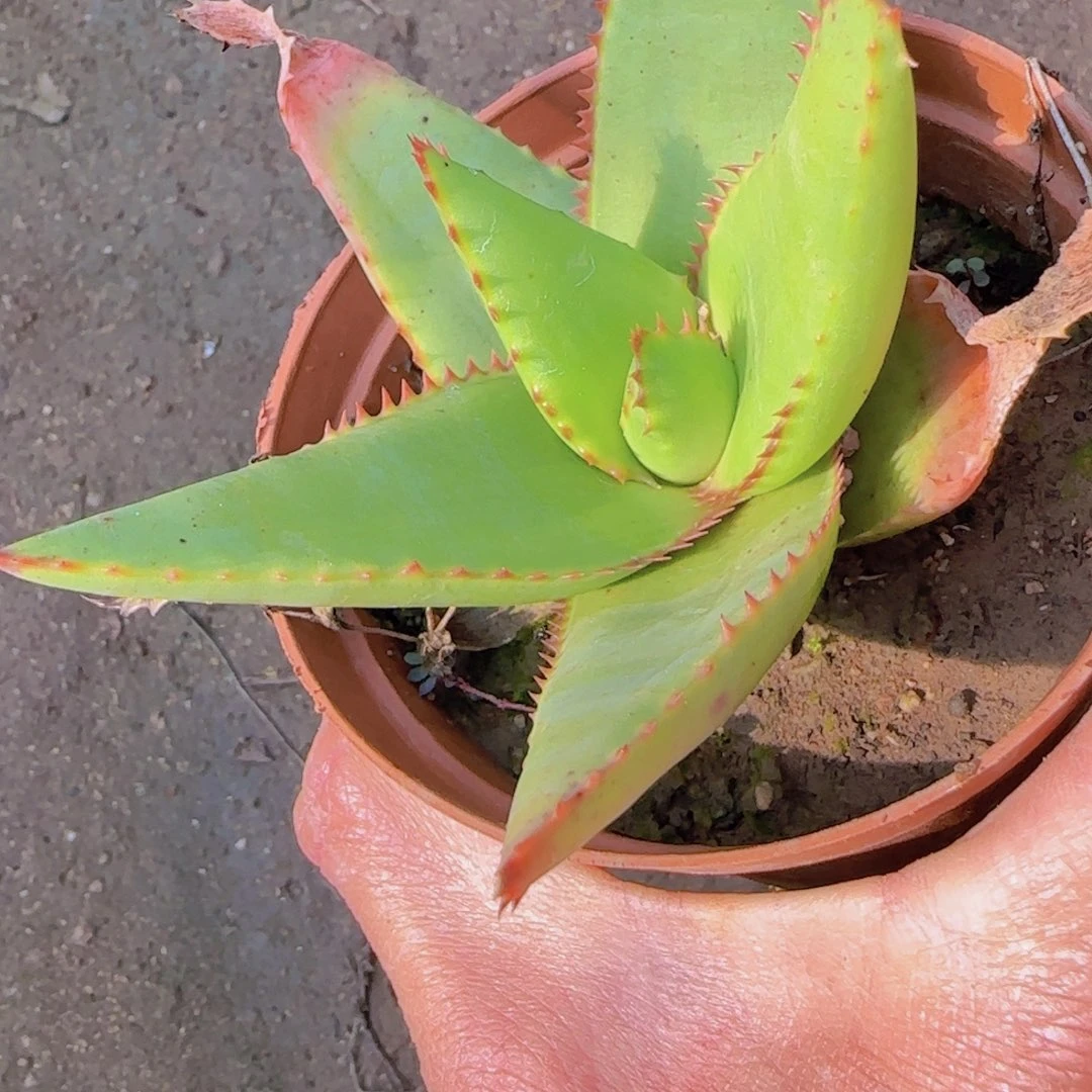 C***哇块根植物块根植物块根