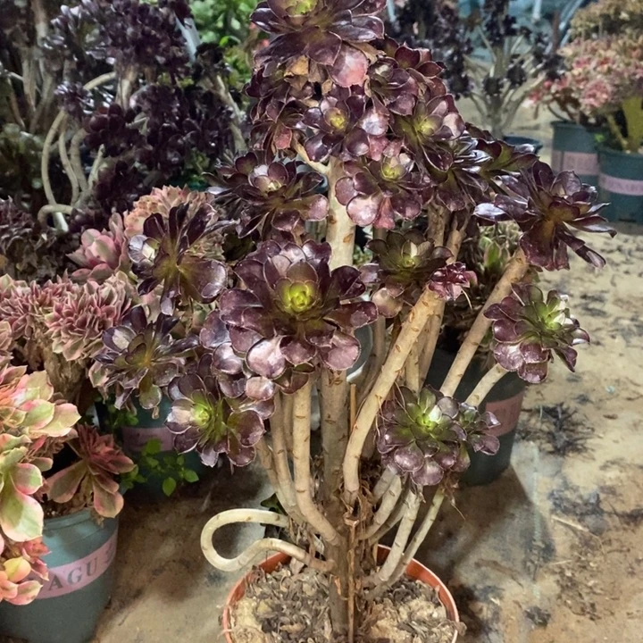 黑法多肉植物35。