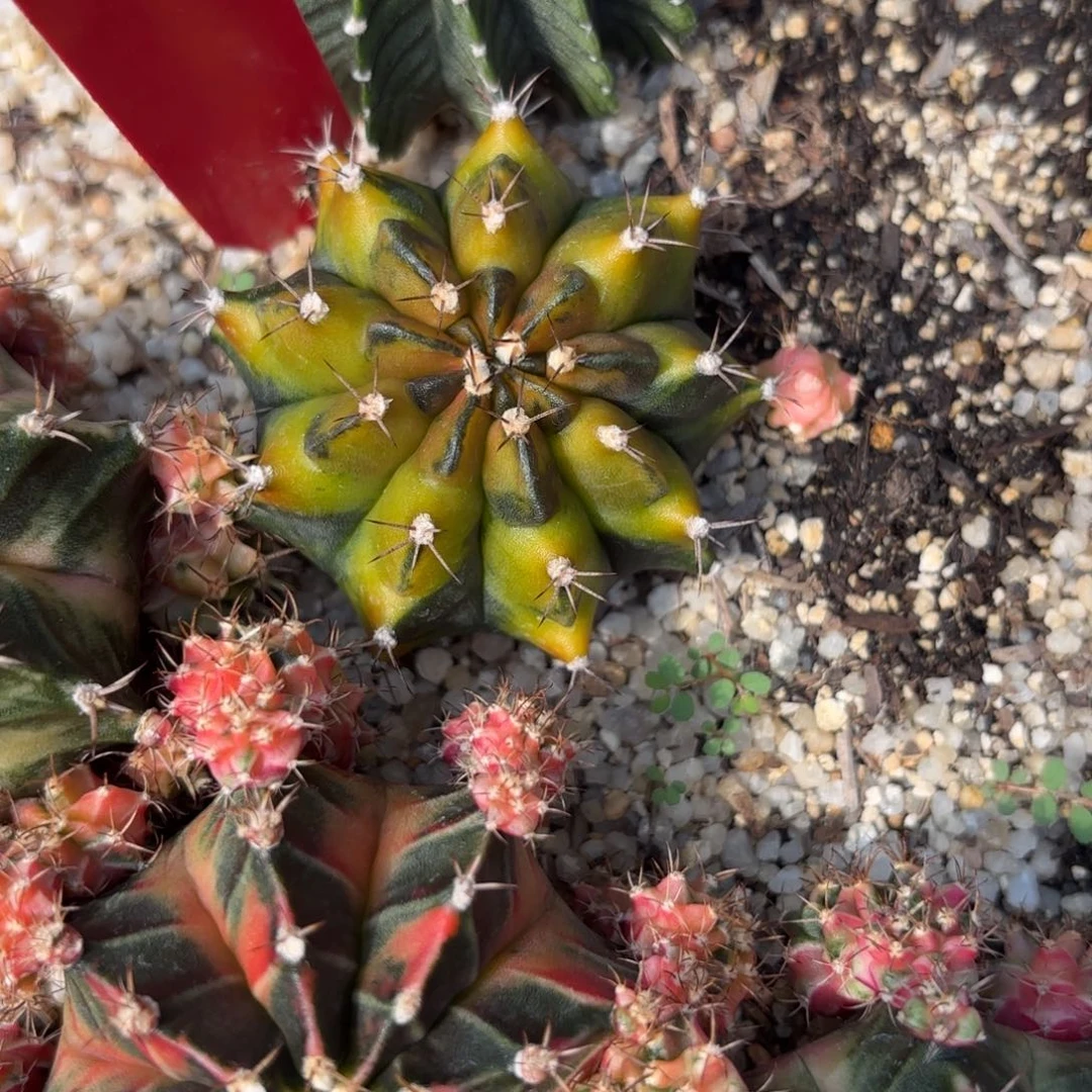 209-1218泰国发货多肉