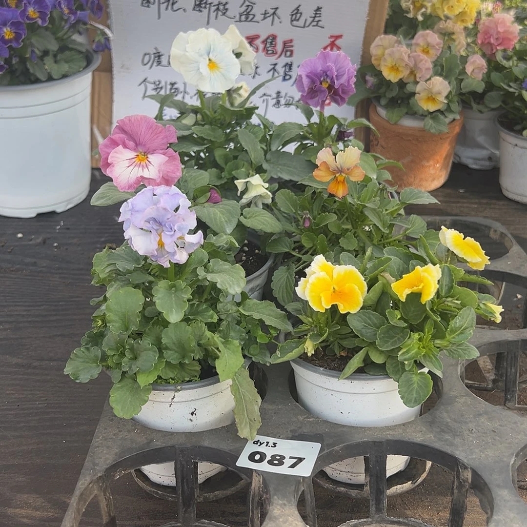 大部分花苞少量开放087号