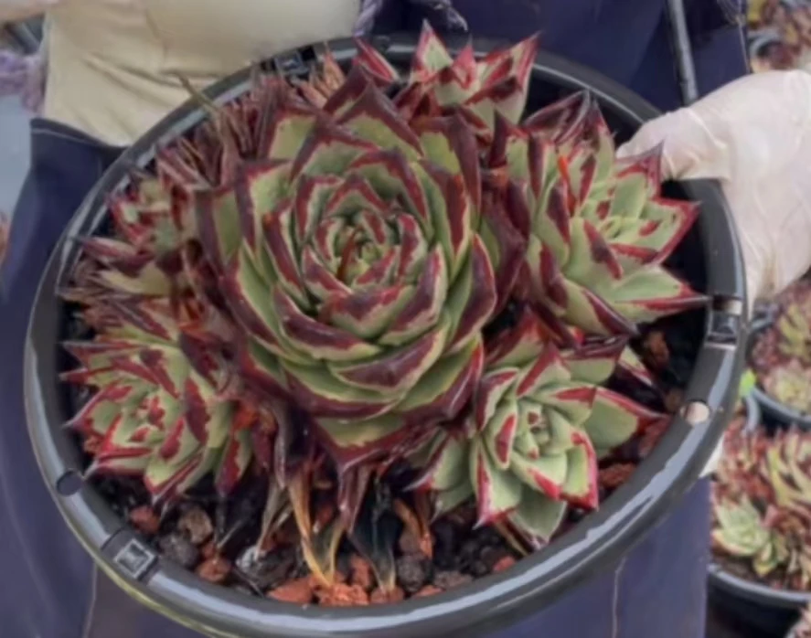 乌木好看好养室内室外盆栽绿植多肉植物