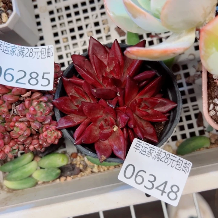 幸运的是我没有遇到过幸运