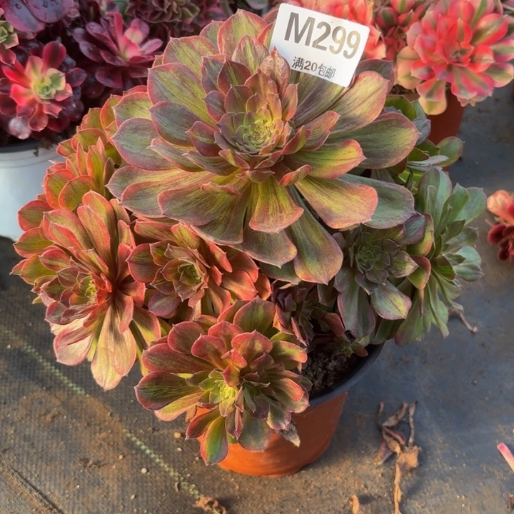 瑞妈，。。。。。。。。299斑斓，