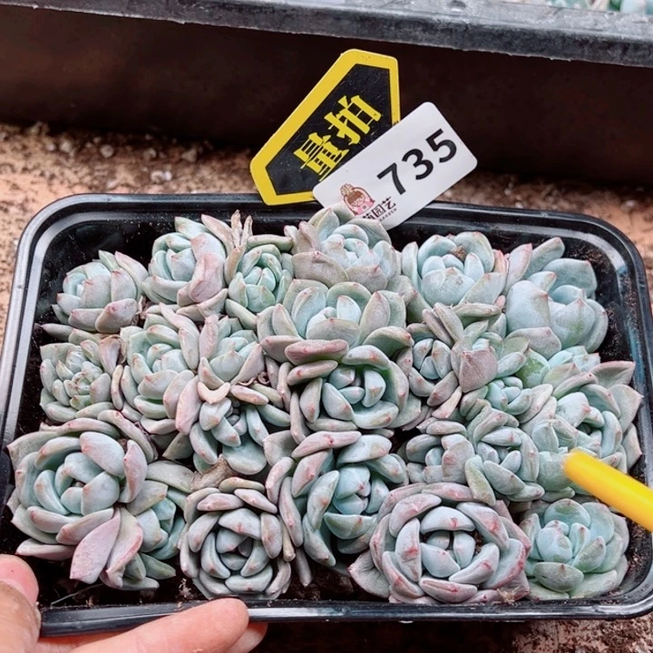 多肉植物多肉植物