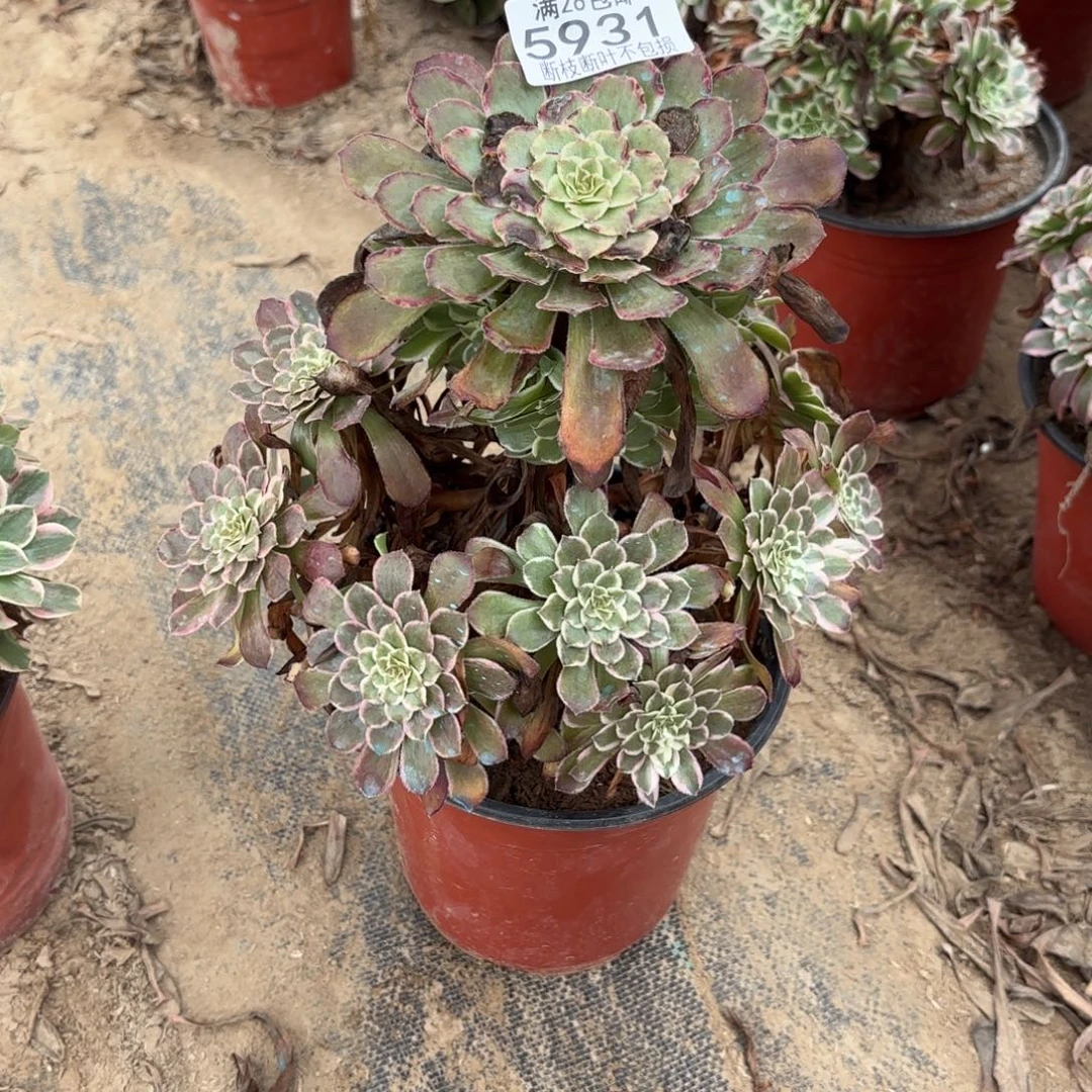 S. 5931处理水墨花多肉？d