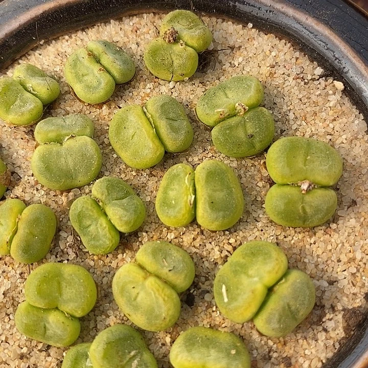 双头水晶鞋一组5颗