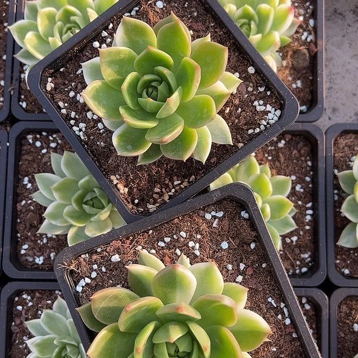 灵魂花脸一颗价格