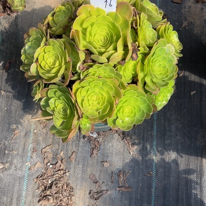 96多肉植物老庄法师