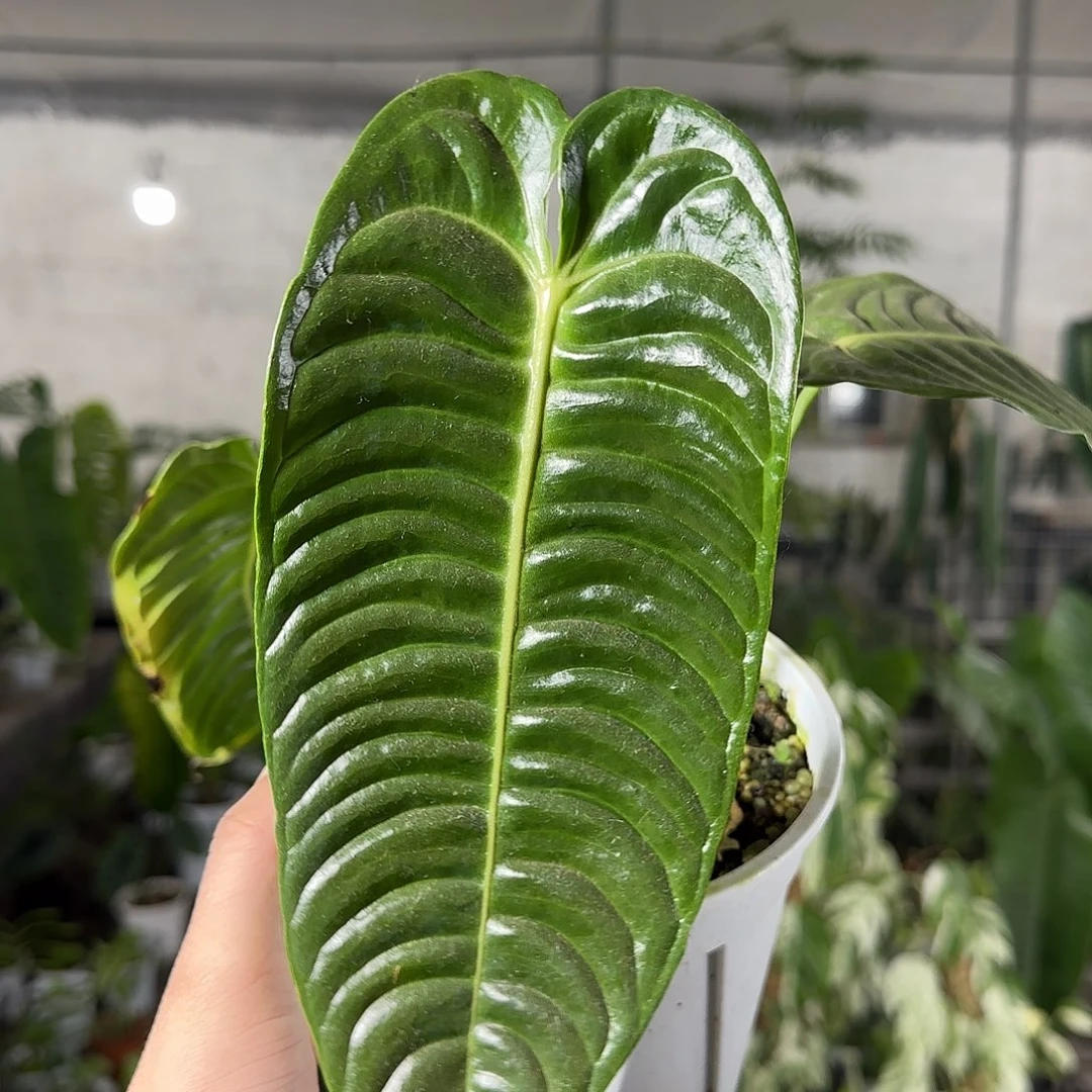 无花朵火鹤王花烛