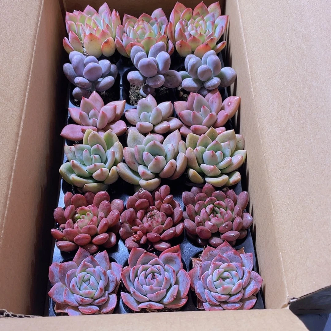 【闪购商品】【复制】18颗-154