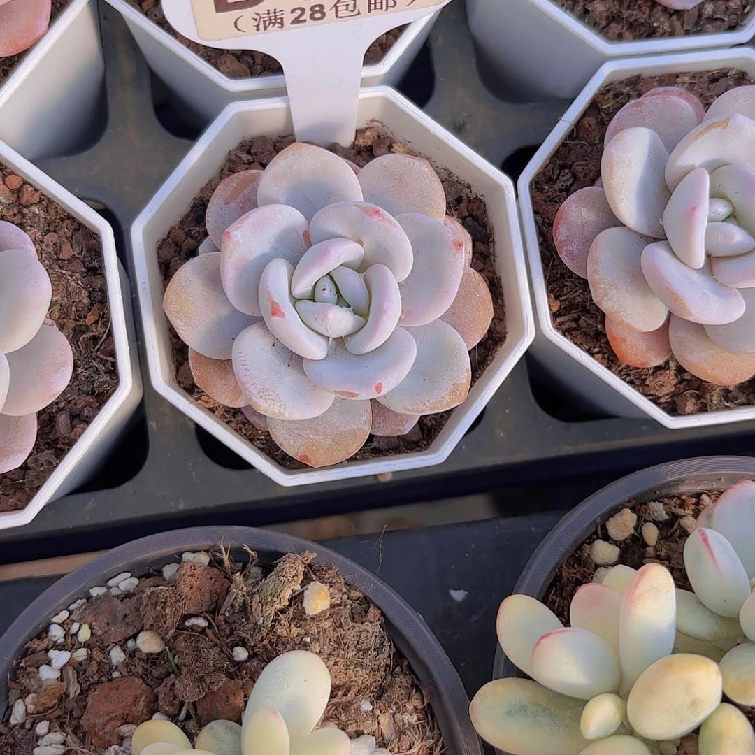 D942圆叶雪莲一物一拍