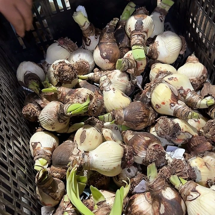 阿芙蕾5公分残次球不包售后2球