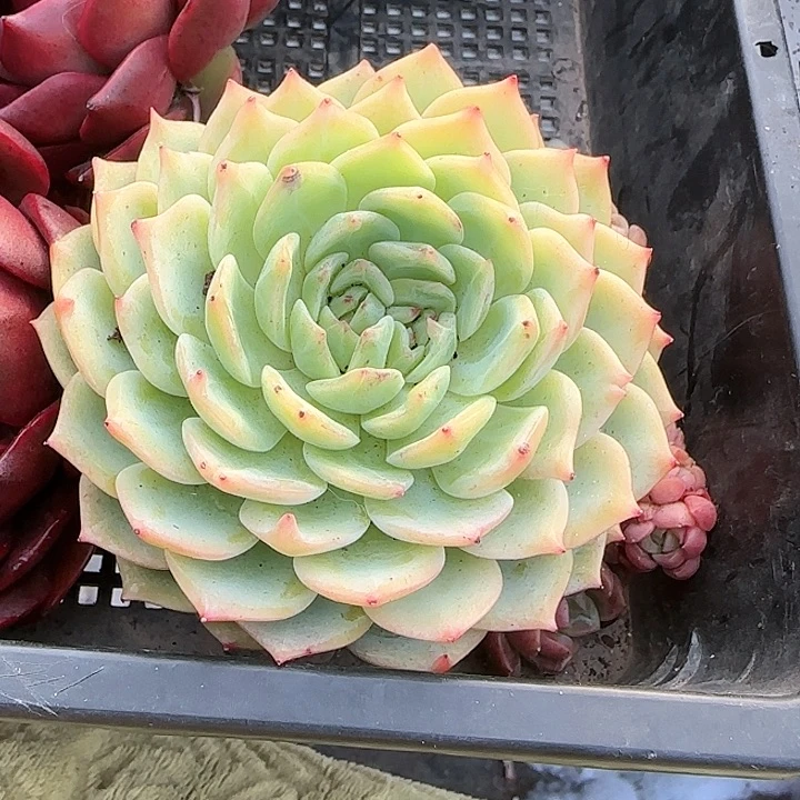 弥****云青蛙王子儿童牙膏111