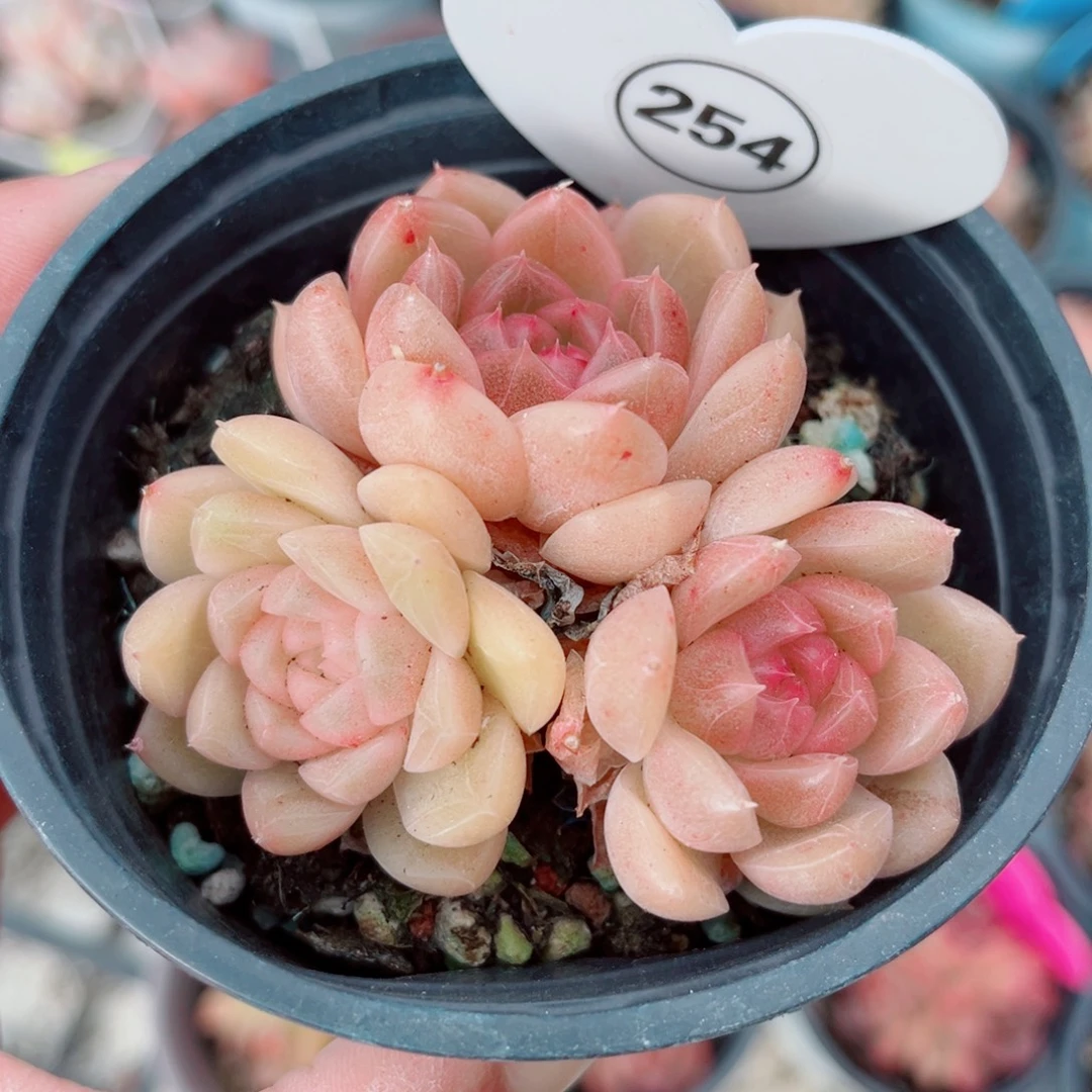 254号小老桩珍妮群