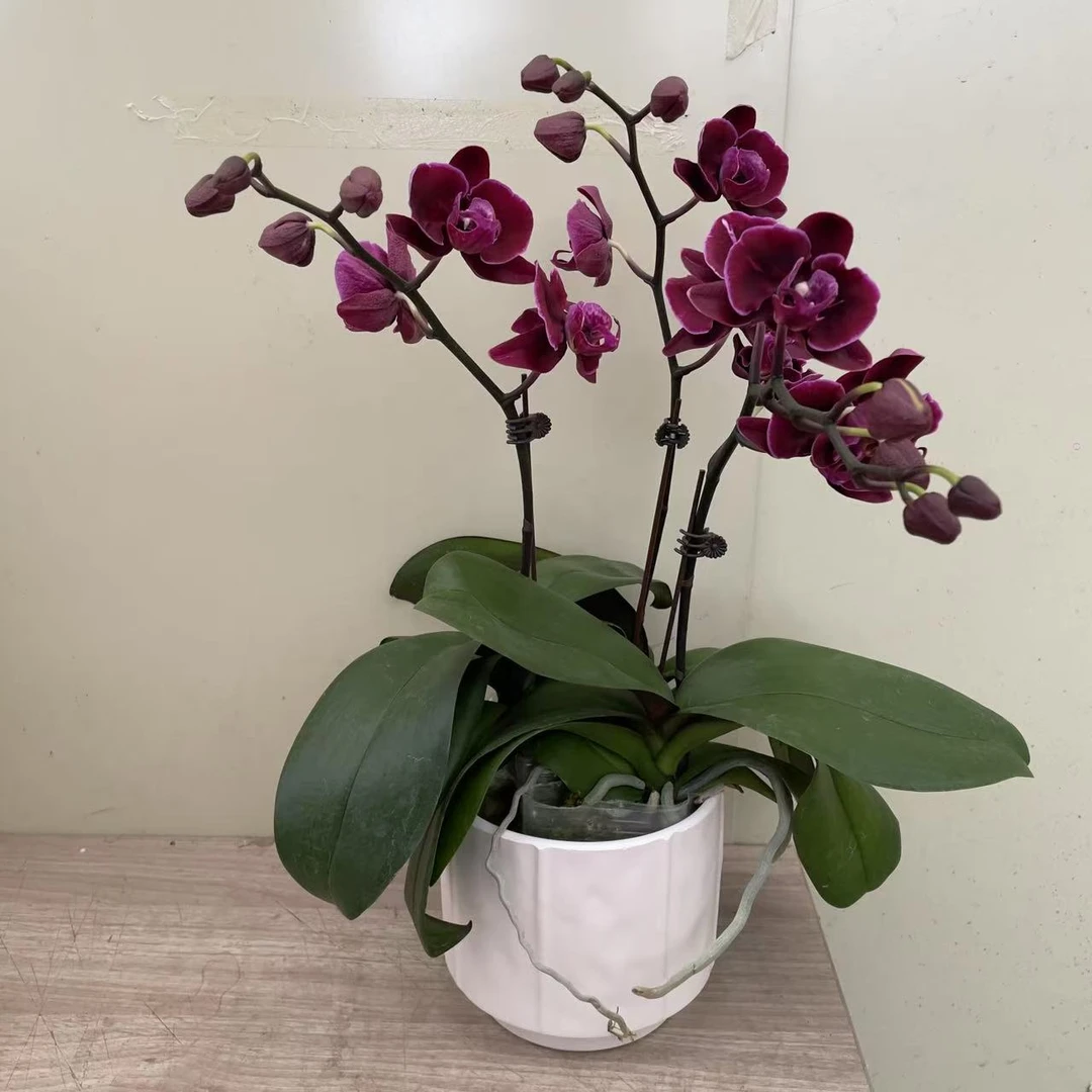 一物一拍如图《黑精灵》精品蝴蝶兰  轻奢高级 室内花花