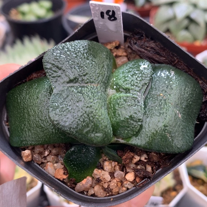 蝴蝶卧牛，带盆一起