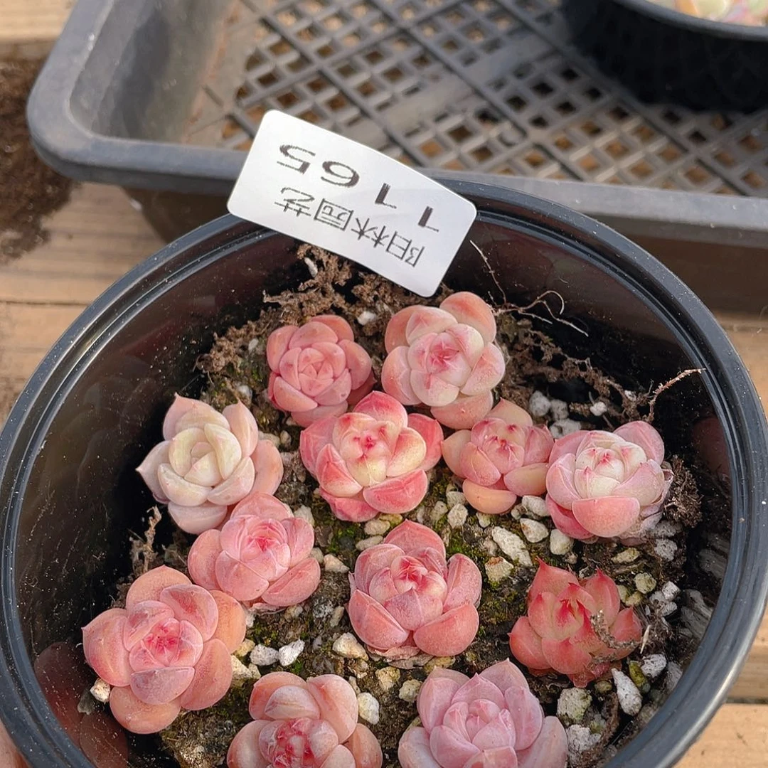 多肉植物多肉植物1165