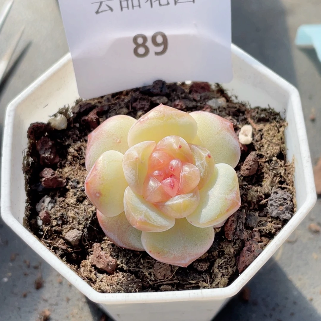 89号糖心冰心珍妮 福
