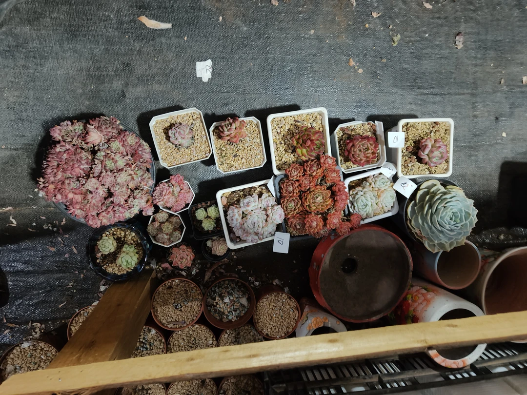 1005花掌柜精品杂交15盆不售后