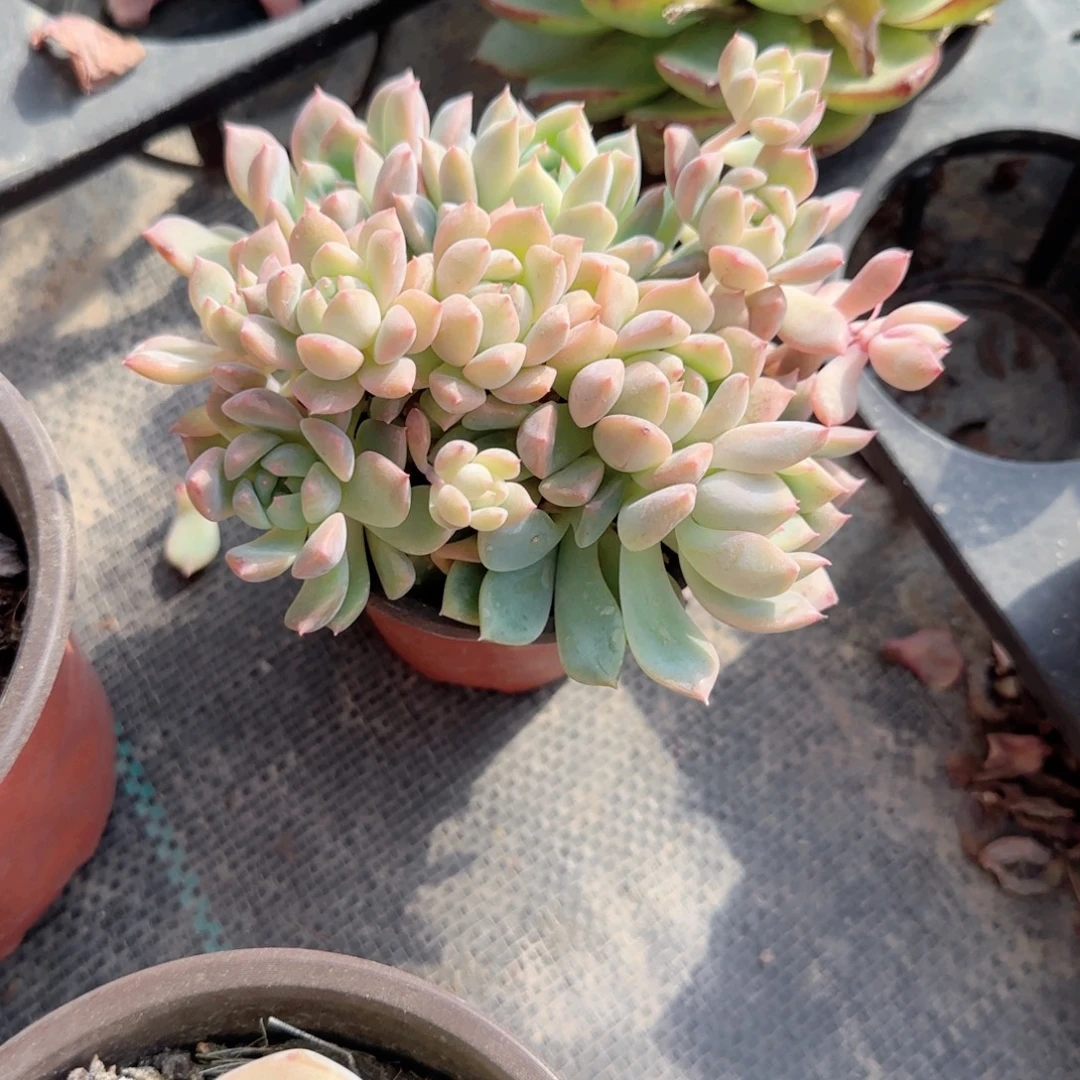 无花朵90霜花群生