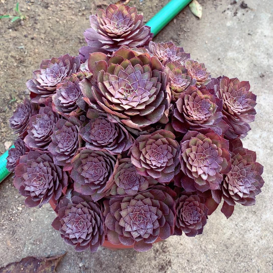 红魔捧花，多肉植物