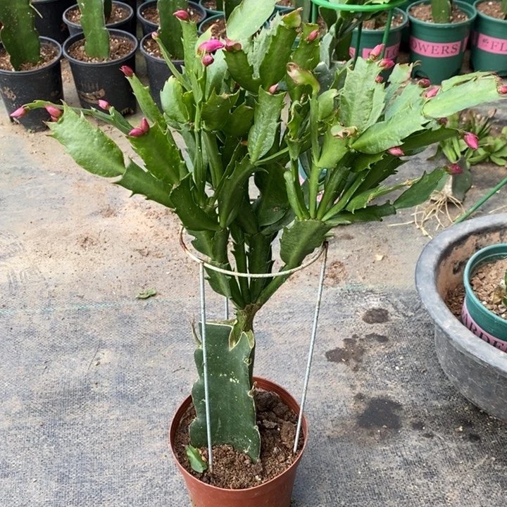 当前无花栽培后可以开花159嫁接依滋