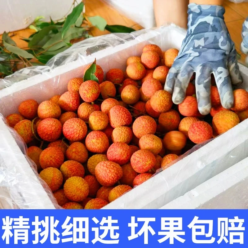 广东茂名高州老树白糖罂荔枝当季新鲜应季水果冷链运输