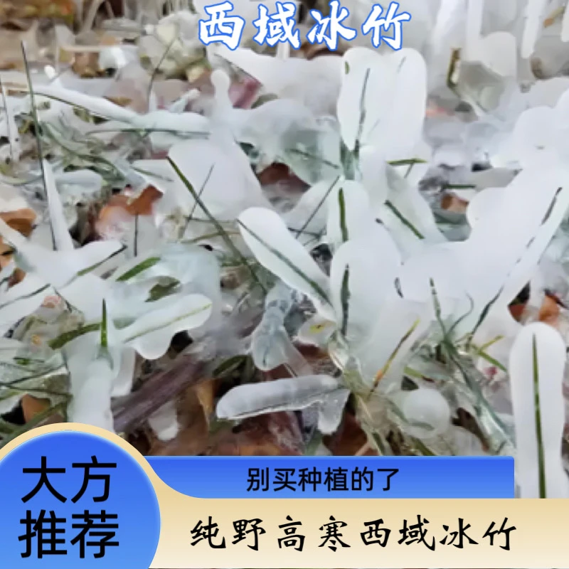 寒玉仙草雪西域冰竹起不同于常规种植源自自然馈赠枸杞原浆