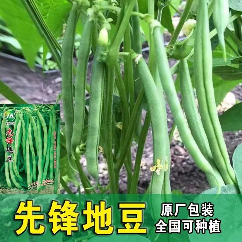 先锋地豆种子农家高产无筋豆芸豆菜豆四季豆种籽白荚四季豆