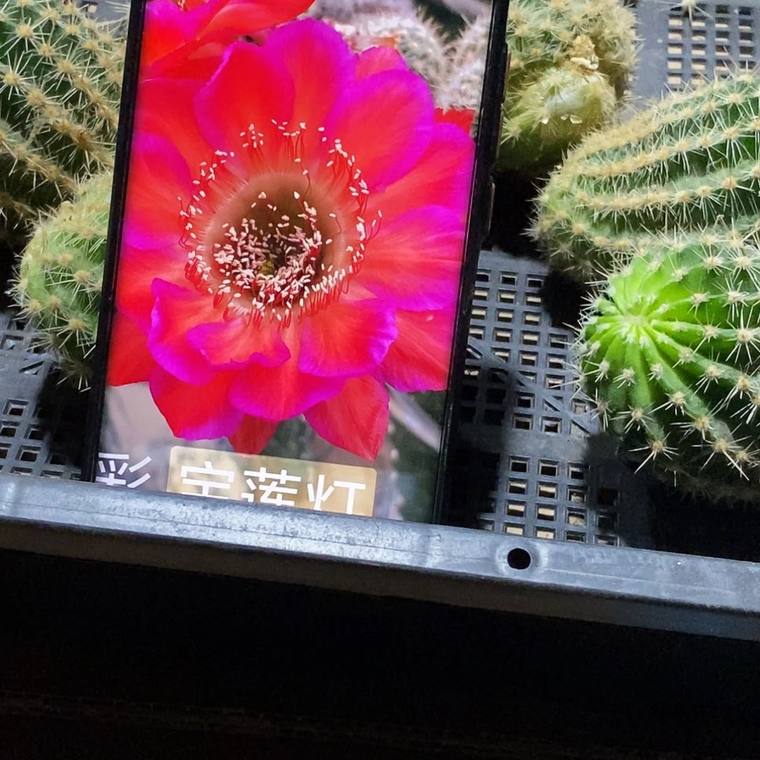 彩 宝莲灯侧芽歪20包邮/5公分